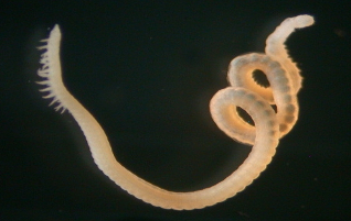 Aonides sp