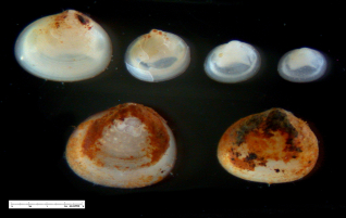 Arthritica bifurca
