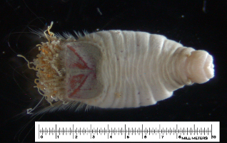 Sternaspis scutata
